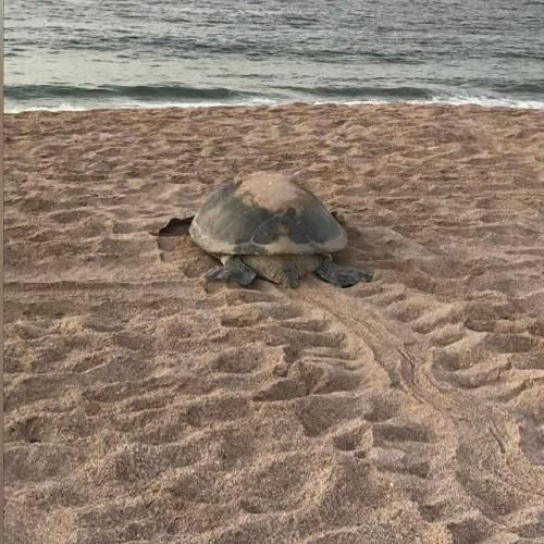 Ras Al Jinz Turtle Guest House