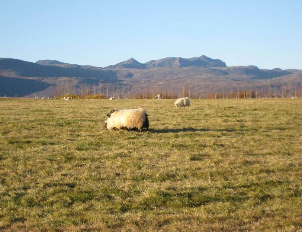 Outdoor Pictures 7