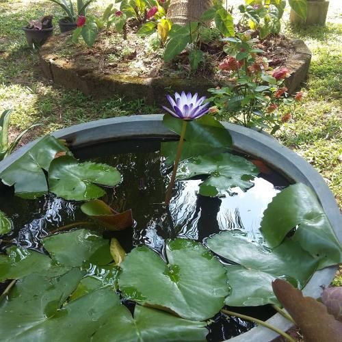 Outdoor Pictures 10