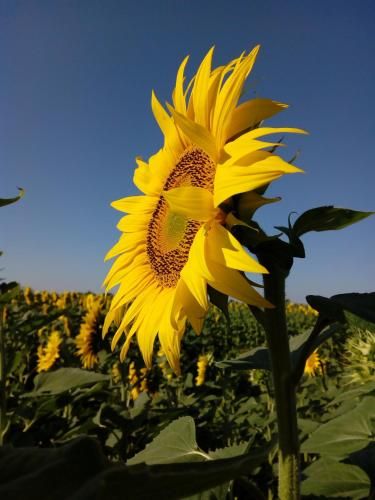 Outdoor Pictures 24
