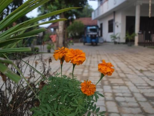 Outdoor Pictures 7