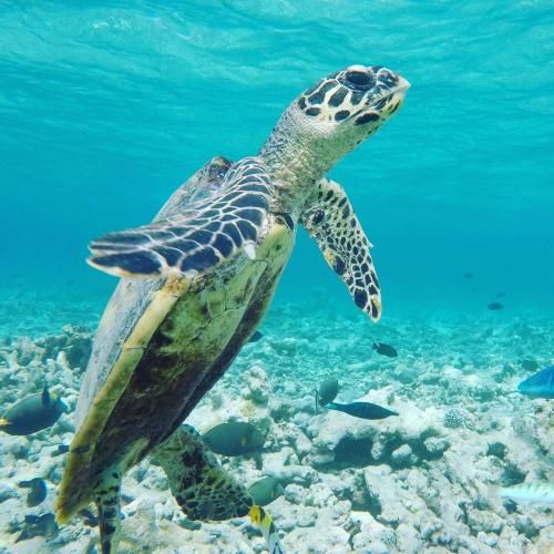 Hudhuvelimaldives