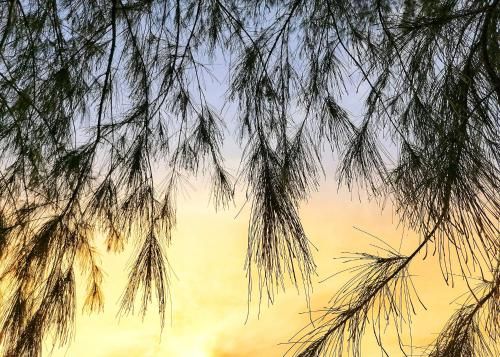 Outdoor Pictures 16
