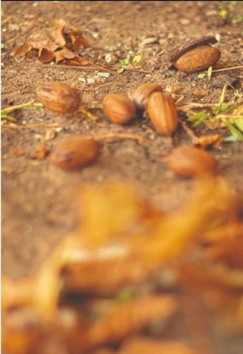 Outdoor Pictures 16