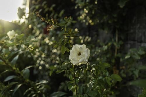 Outdoor Pictures 12