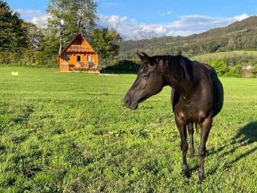 Outdoor Pictures 20