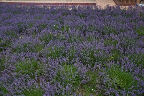 Outdoor Pictures 9