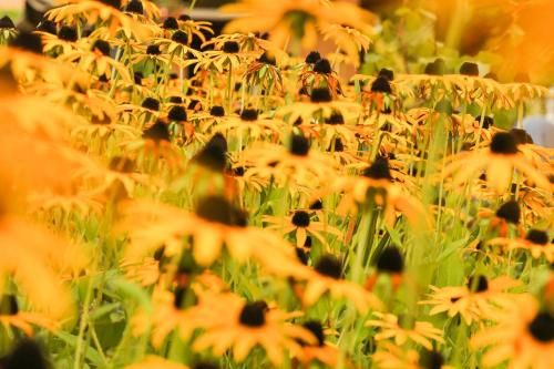 Outdoor Pictures 14