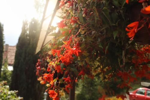 Outdoor Pictures 15
