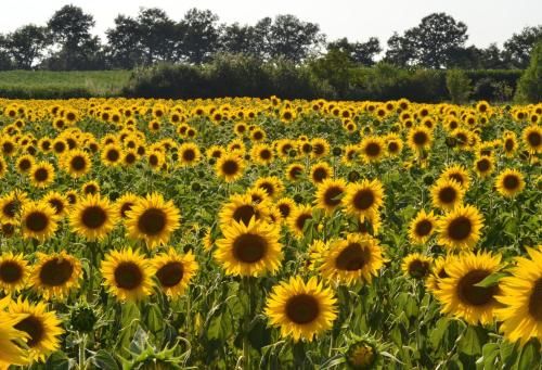 Outdoor Pictures 15
