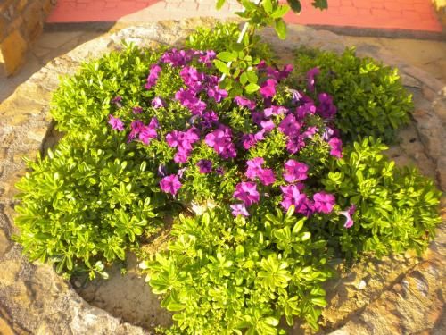 Outdoor Pictures 20