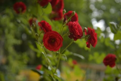 Outdoor Pictures 12