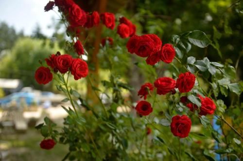 Outdoor Pictures 16