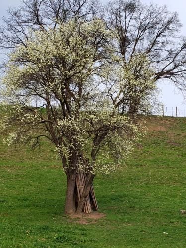 Outdoor Pictures 15