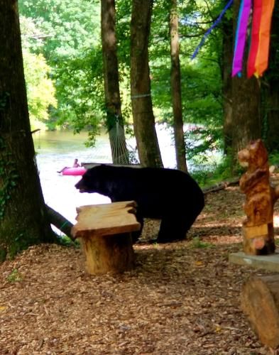 Bear Creek Lodge & Cabins- Pet Friendly