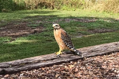 Pet-Friendly Home with Pool and Private Yard Near Gulf