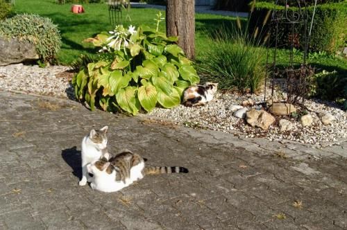 Outdoor Pictures 1