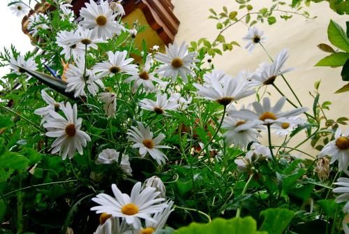 Outdoor Pictures 24