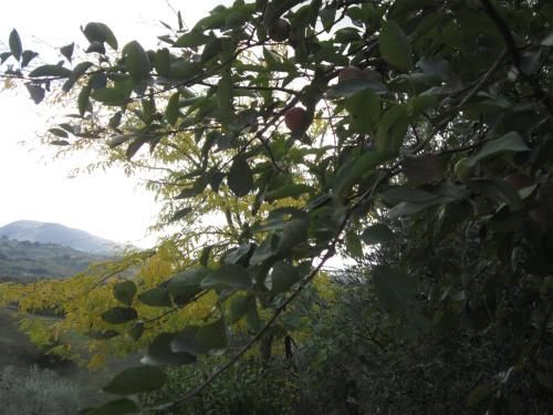 Outdoor Pictures 7