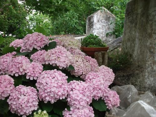 Outdoor Pictures 10