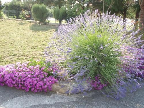 Outdoor Pictures 9