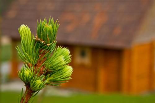 Outdoor Pictures 19