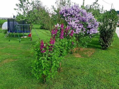Outdoor Pictures 16