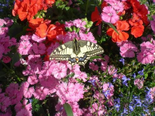 Outdoor Pictures 5