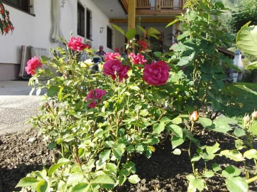 Outdoor Pictures 14