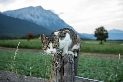 Outdoor Pictures 15