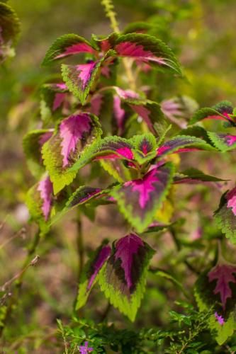 Outdoor Pictures 15