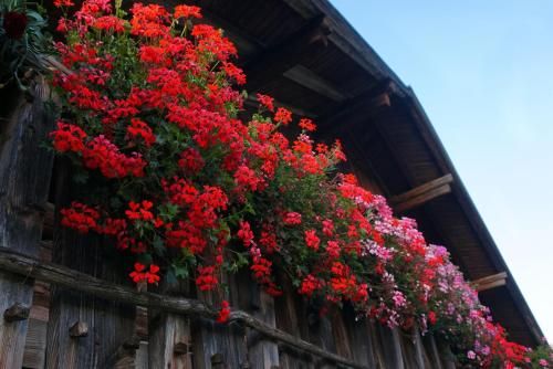 Outdoor Pictures 20