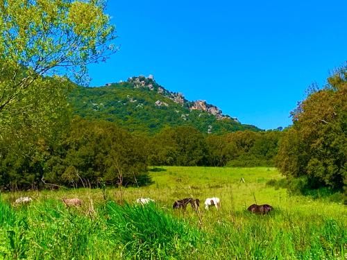 Outdoor Pictures 7