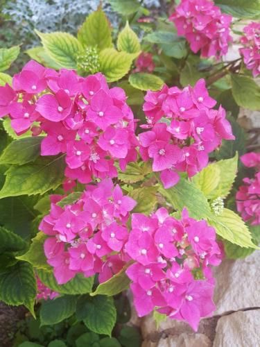 Outdoor Pictures 24