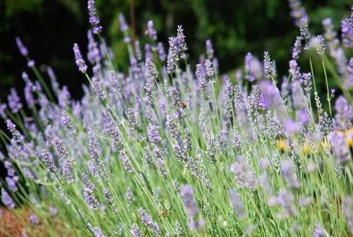 Outdoor Pictures 22