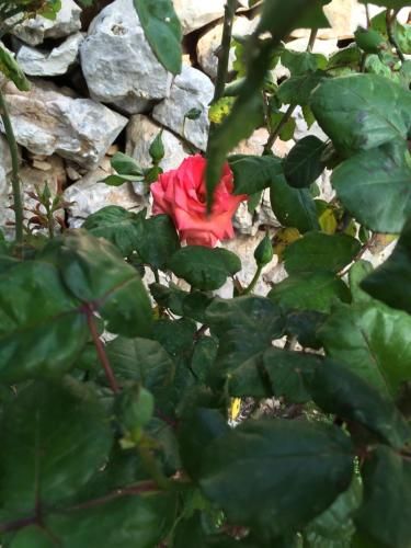 Outdoor Pictures 21