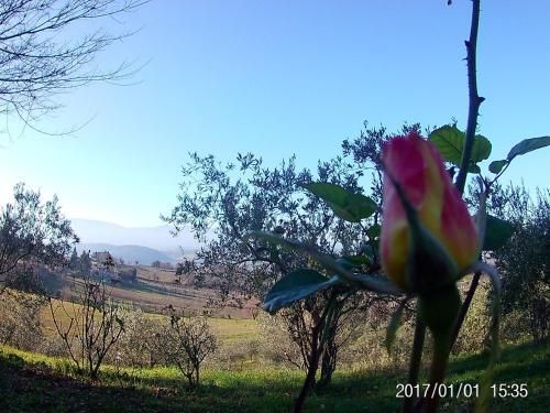Outdoor Pictures 11