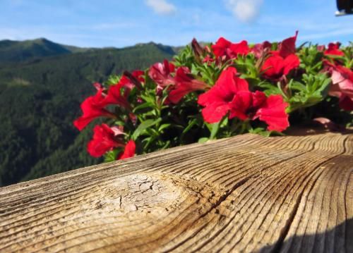 Outdoor Pictures 21