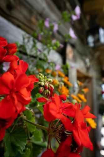 Outdoor Pictures 24
