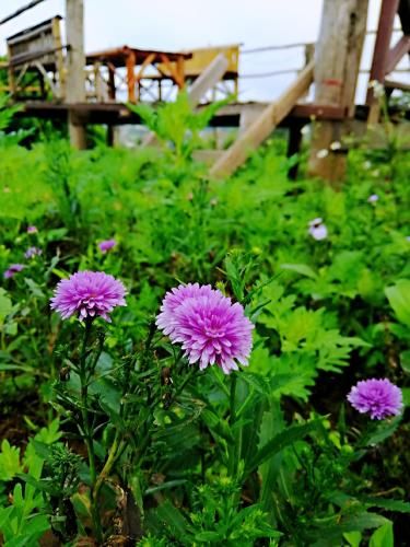 Outdoor Pictures 18
