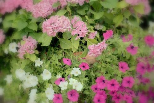 Outdoor Pictures 21