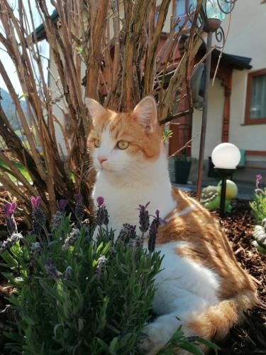 Outdoor Pictures 12