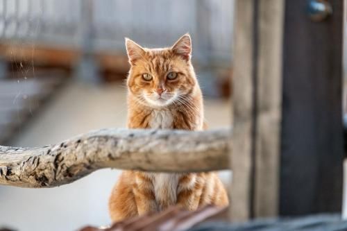 Outdoor Pictures 21