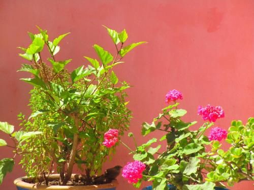 Outdoor Pictures 9