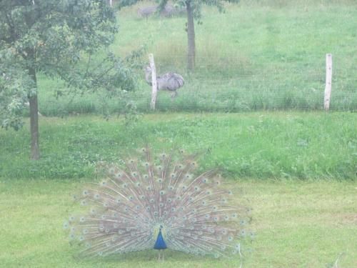 Outdoor Pictures 10