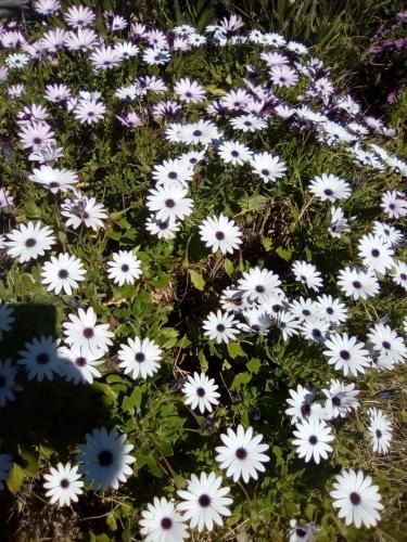 Outdoor Pictures 15