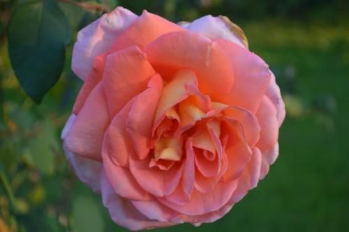 Outdoor Pictures 21