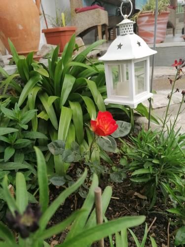Outdoor Pictures 8