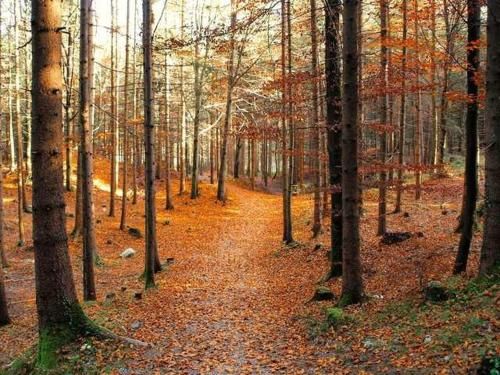 Outdoor Pictures 15