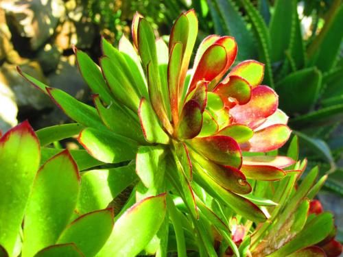 Outdoor Pictures 7
